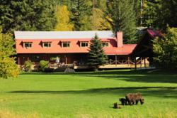 Watching Grizzly Bear Families Frolicking on the Lawn at Tweedsmuir Park Lodge is a Common Sight.
